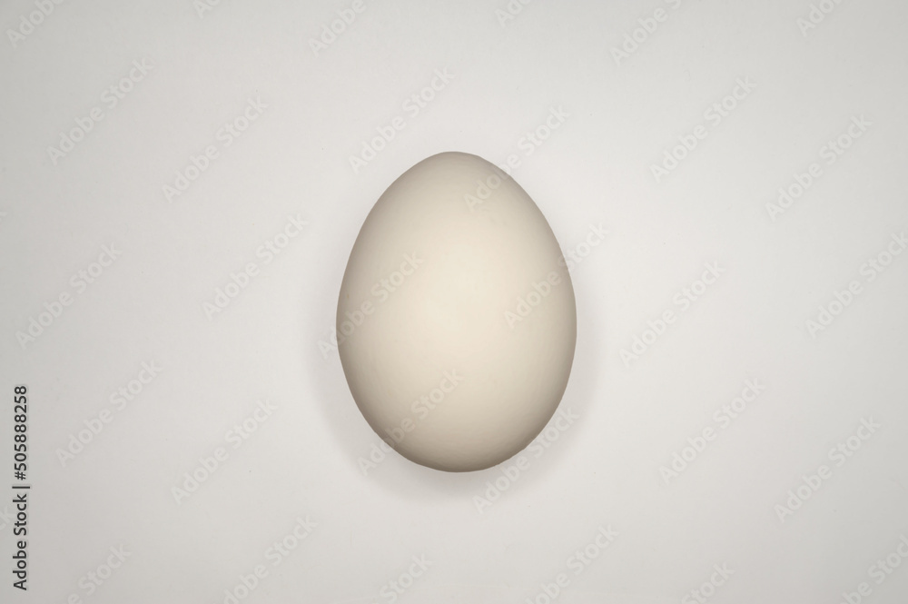 White chiken egg on white background