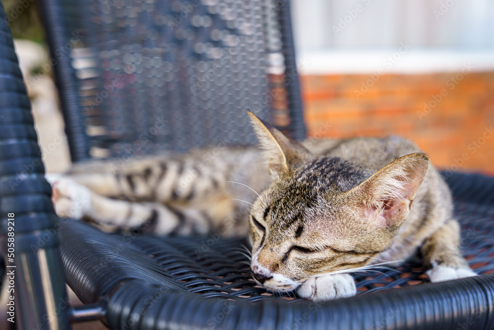 Φωτογραφία kitten Brown cat lying on a chair in the garden or outside house.