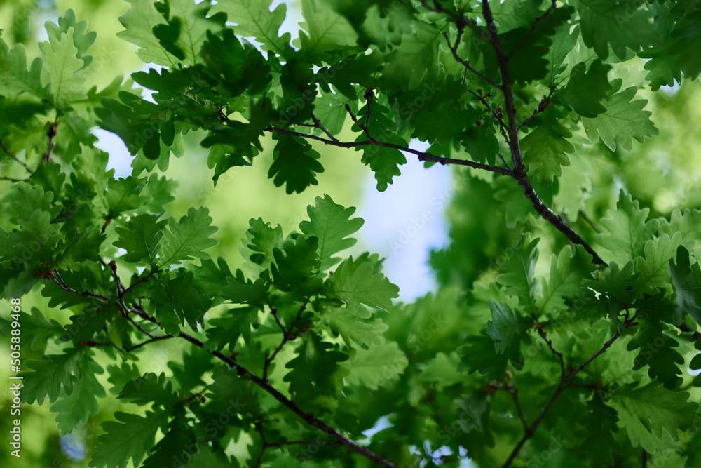 Green fresh leaves on the branches of an oak close up against the sky in sunlight. Care for nature and ecology, respect for the Earth Green fresh leaves on the branches of an oak close up against the sky in sunlight. Care for nature and ecology, respect for the Earth