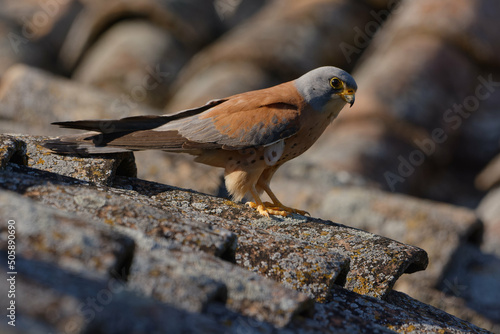 Male Lesser Kestrel (Falco naumanni) photo