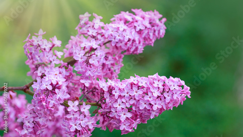 Branch with spring lilac flowers in garden isolated on green.