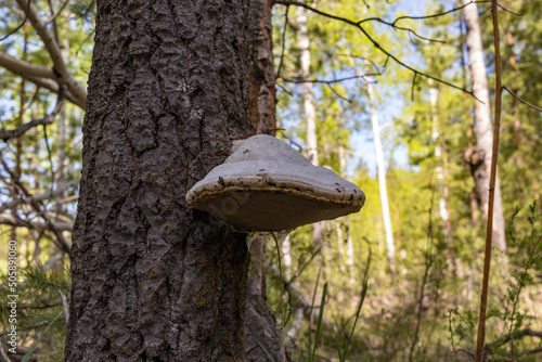 porcini mushroom on a tree in the forest
