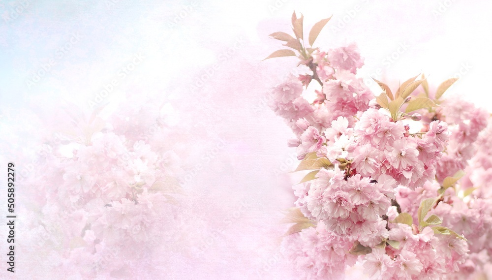 Tło kwiatowe,  kwiaty wiśni Prunus serrulata - obrazy, fototapety, plakaty 