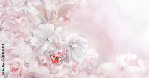Pastelowe tło kwiaty wiśni Prunus serrulata. Pastelowy kwiat