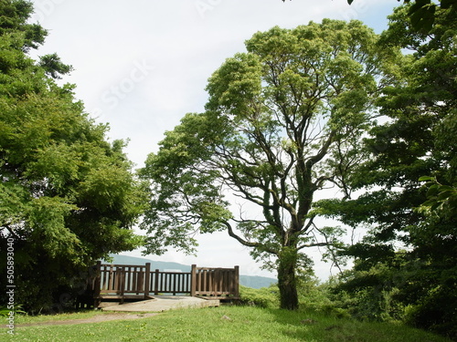 展望台と木