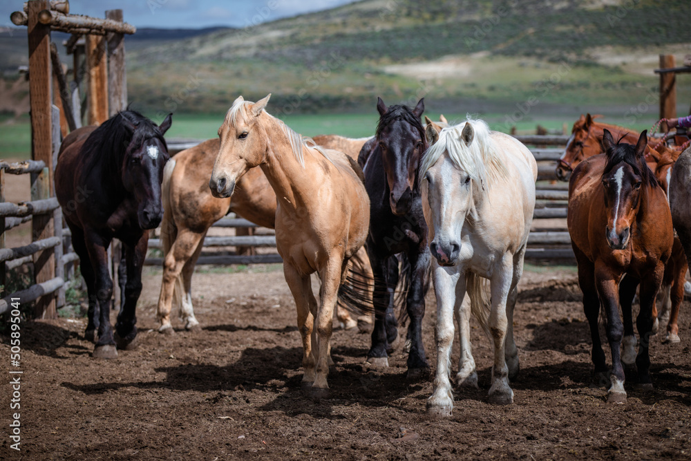 Western ranch horses waiting to go to work in Colorado Western ranch horses waiting to go to work in Colorado