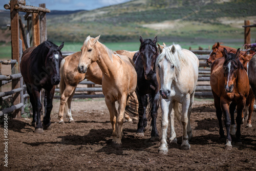Western ranch horses waiting to go to work in Colorado