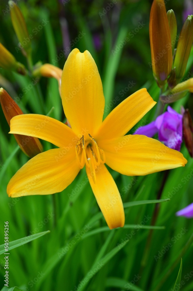 Obraz premium ヒメカンゾウ （姫萱草） Hemerocallis dumortierii