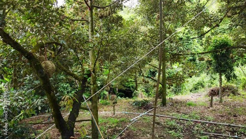 Durean plantation, In the summer of every year the durian fruit is cultivated mainly in Asia and Thailand, sweet yellow fruit with sharp thorns. photo