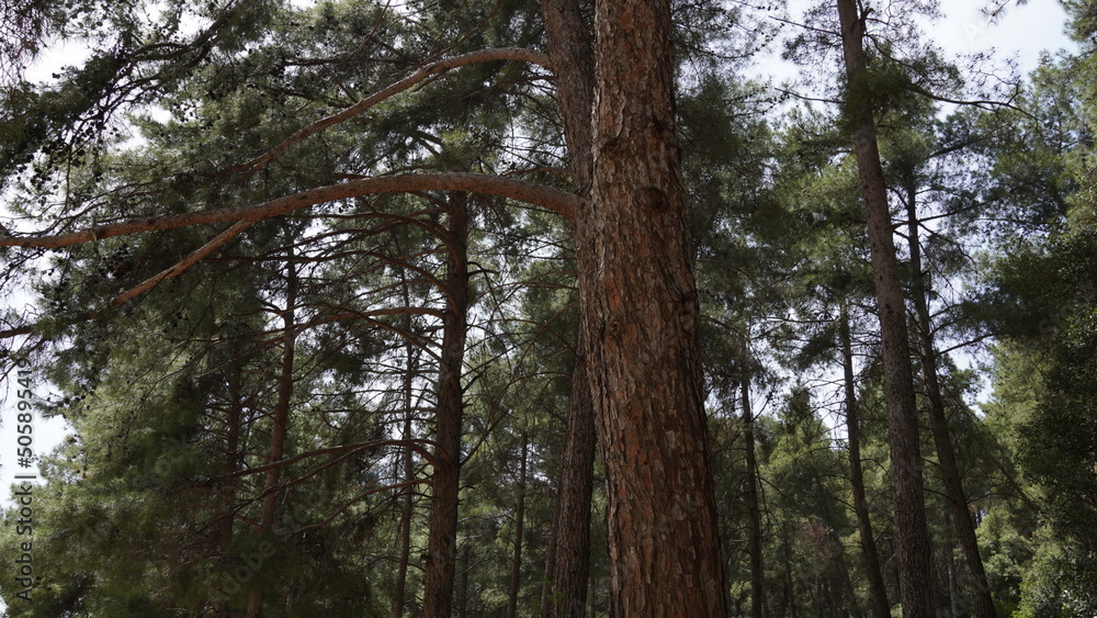 Pine Trees in a Forest. Bare on the bottom, green on the top Pine Trees in a Forest. Bare on the bottom, green on the top
