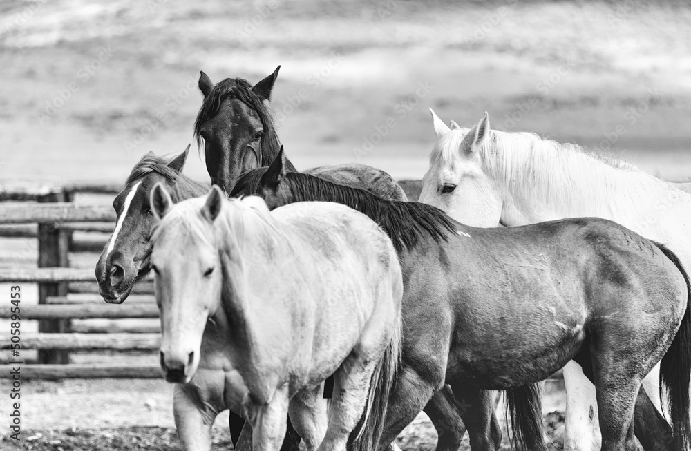 Obraz premium black and white western ranch horses in coral