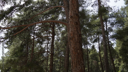 Pine Trees in a Forest. Bare on the bottom, green on the top