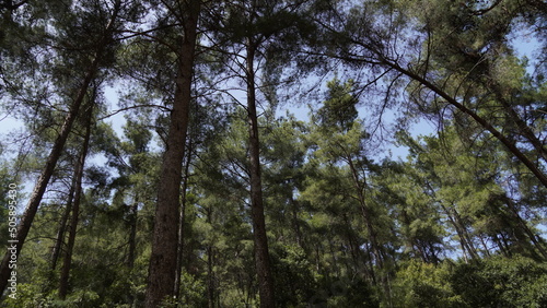 Pine Trees in a Forest.  Bare on the bottom  green on the top