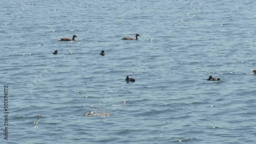 Enten auf dem See