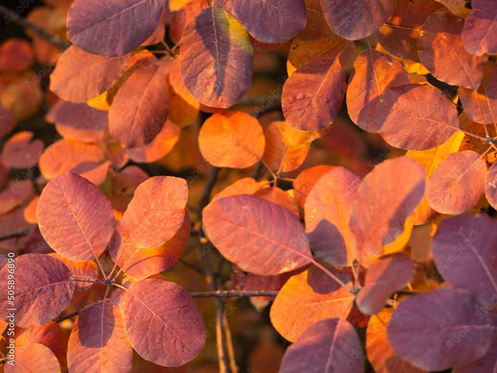 Orange-red leaves on a tree branch in sunlight. Beautiful autumn background