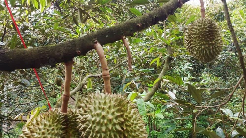 Durean plantation, In the summer of every year the durian fruit is cultivated mainly in Asia and Thailand, sweet yellow fruit with sharp thorns. photo