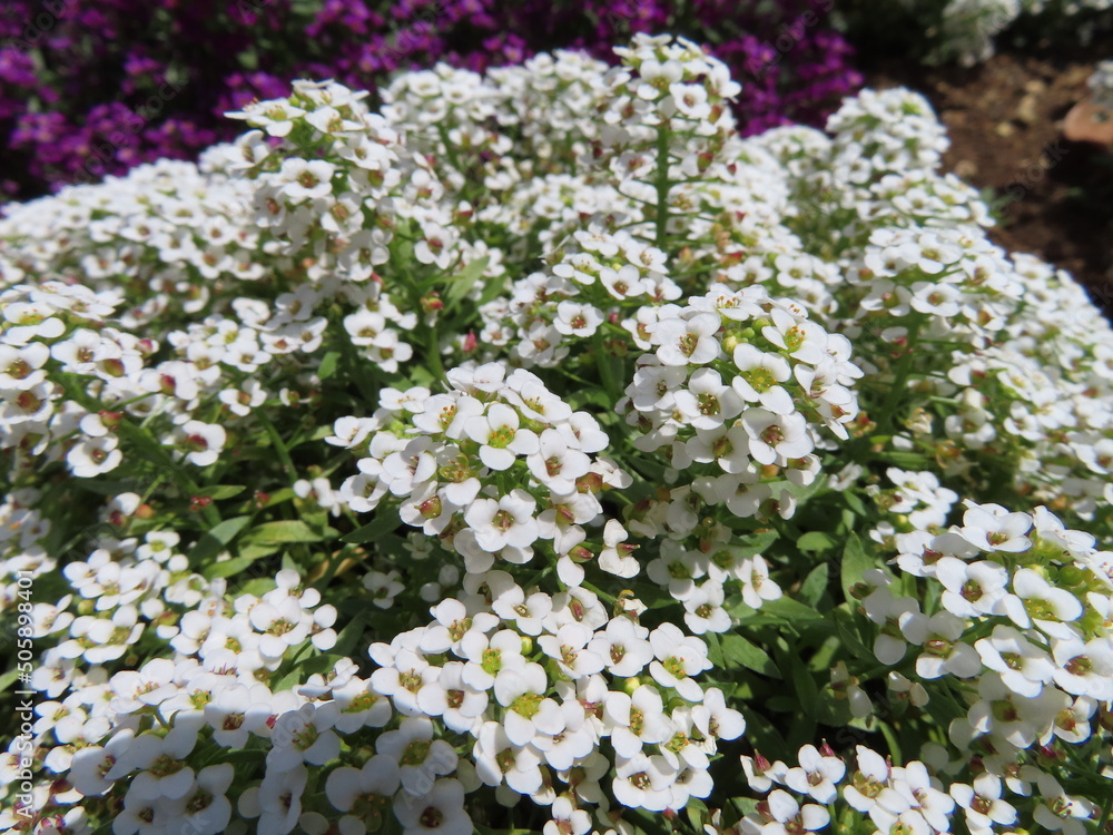 可愛らしいニワナズナの花 可愛らしいニワナズナの花