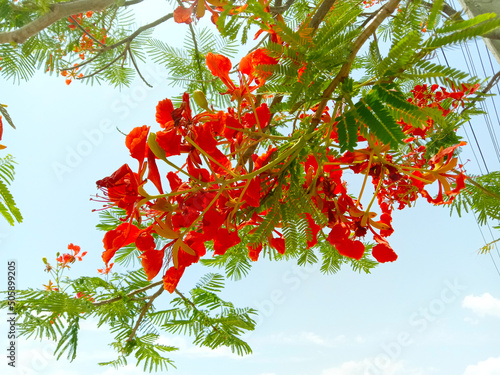 Delonix regia or gulmohar  red color flowers and leaves photo