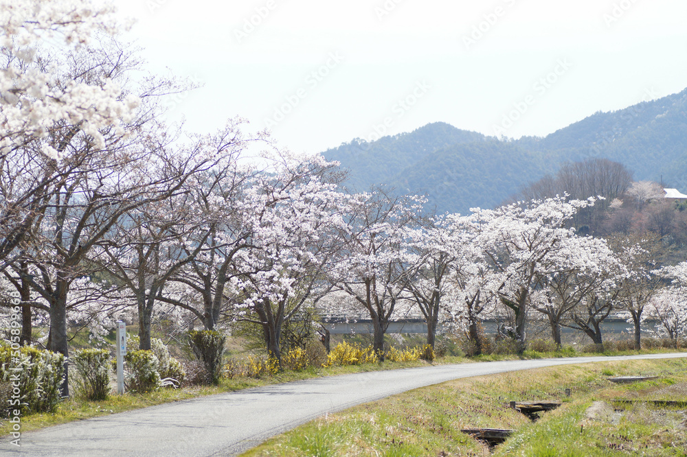 さくら　春の風景　田園　ソメイヨシノ　4月