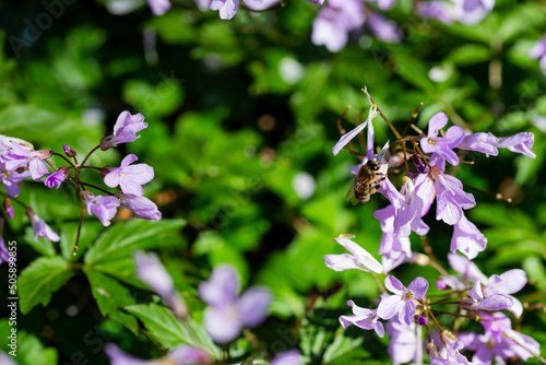 Dentaria bulbifera. Cardamine, first spring forest flowers, selective focus. Purple and lilac forest flowers. A Beautiful spring floral background photo