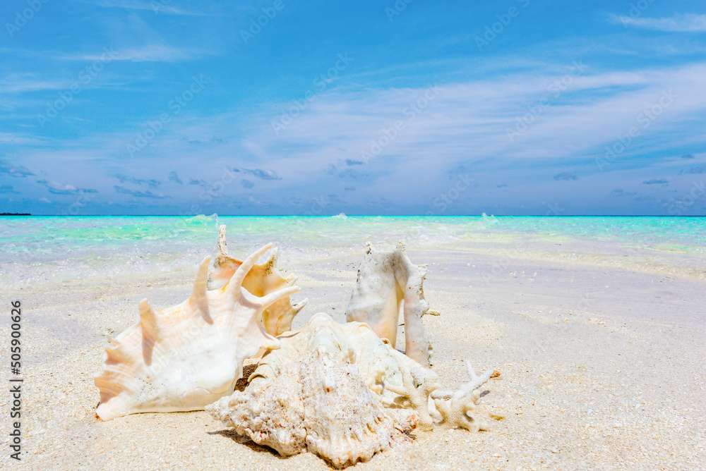 Underwater shells on the sand on the shore of the Indian Ocean. Maldives. Underwater shells on the sand on the shore of the Indian Ocean. Maldives.