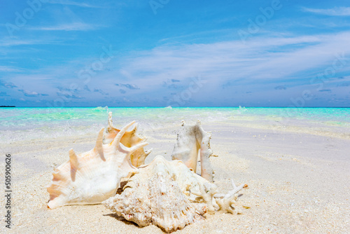 Underwater shells on the sand on the shore of the Indian Ocean. Maldives.