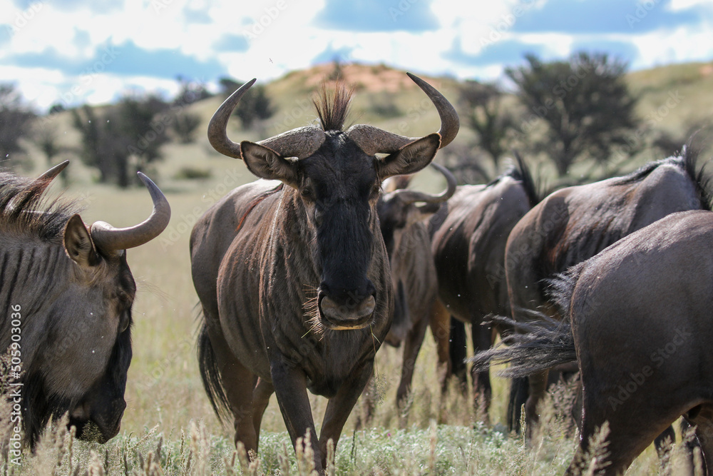 Blue Wildebeest or Brindled Gnu in the Kgalagadi, South Africa Blue Wildebeest or Brindled Gnu in the Kgalagadi, South Africa