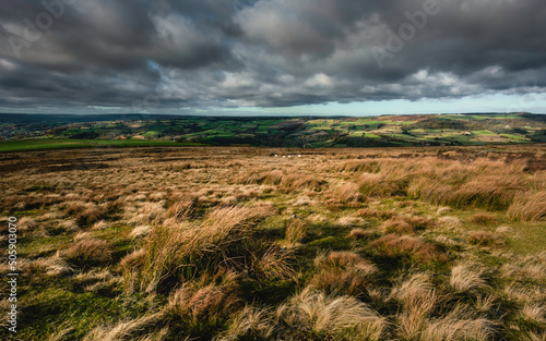 North York Moors with tall cotton grasses  and view of fields near the horizon and all under dramatic sky. Goathland  UK.