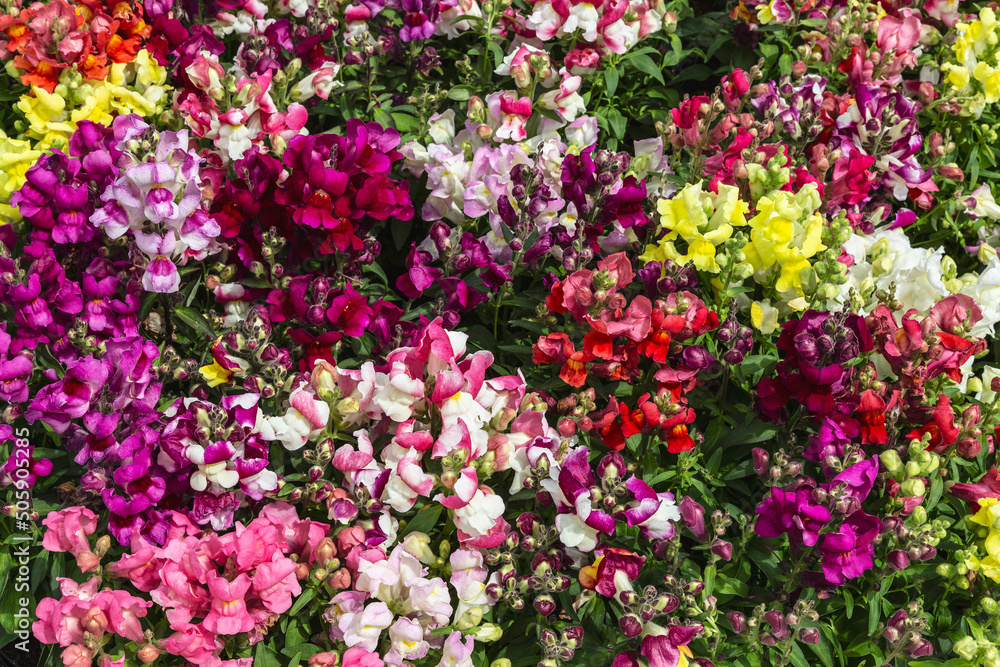 background of multicolored snapdragon flowers closeup