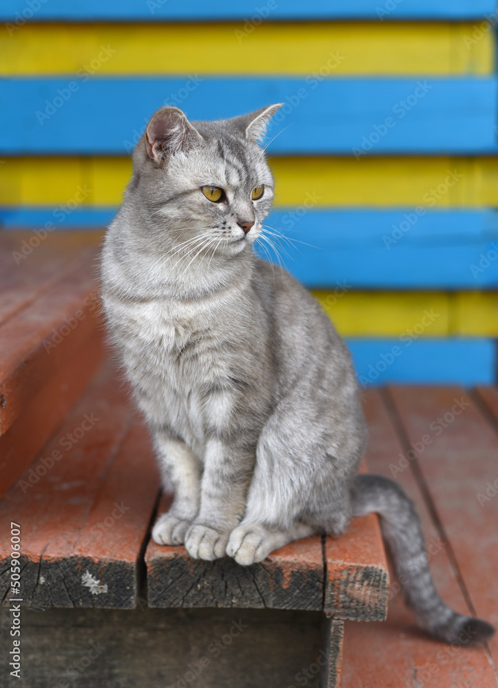 Obraz premium Gray cat resting against bright background