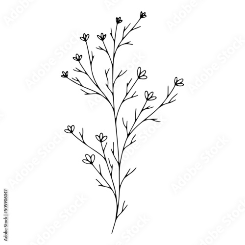 Botanical line art floral leaves  plant. Hand drawn sketch branch isolated on white background. Vector illustration 