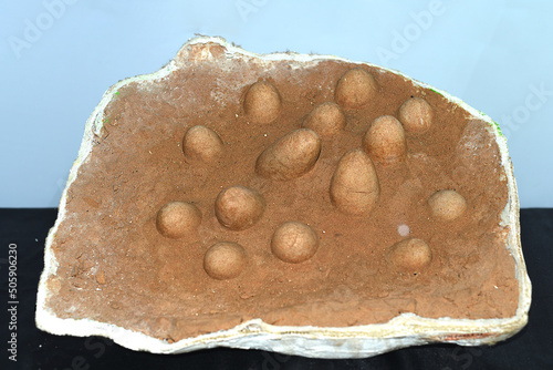Real dinosaurs eggs found in Gobi desert of Mongolia photo