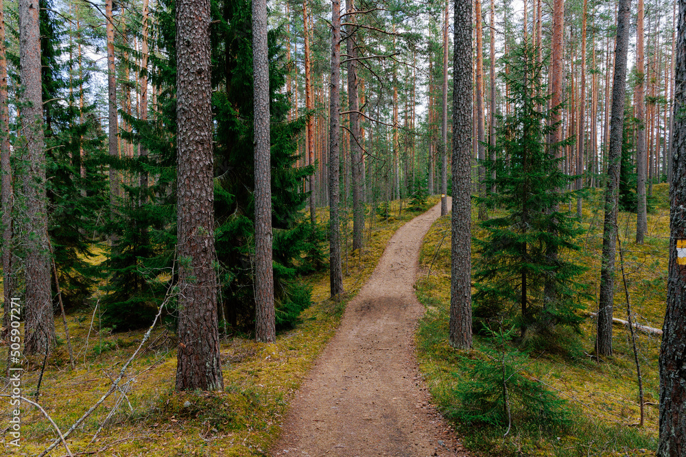 Fototapeta premium Mysterious path full of roots in the middle of a wooden coniferous forrest, surrounded by green shrubs and leaves
