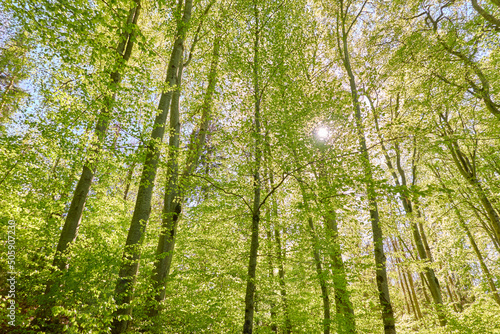 Panoramic view of the green beech forest. Sunlight through the mighty trees. Spring, early summer. Environmental conservation, ecology, pure nature, ecotourism. Idyllic landscape photo
