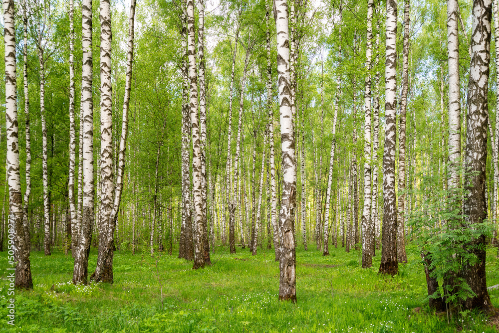 Green birch grove summer forest nature landscape Green birch grove summer forest nature landscape