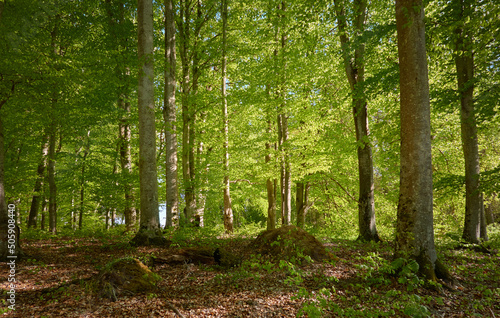 Panoramic view of the green beech forest. Sunlight through the young and mighty tree trunks. Environmental conservation, ecology, pure nature, eco tourism. Idyllic landscape. Spring, early summer photo