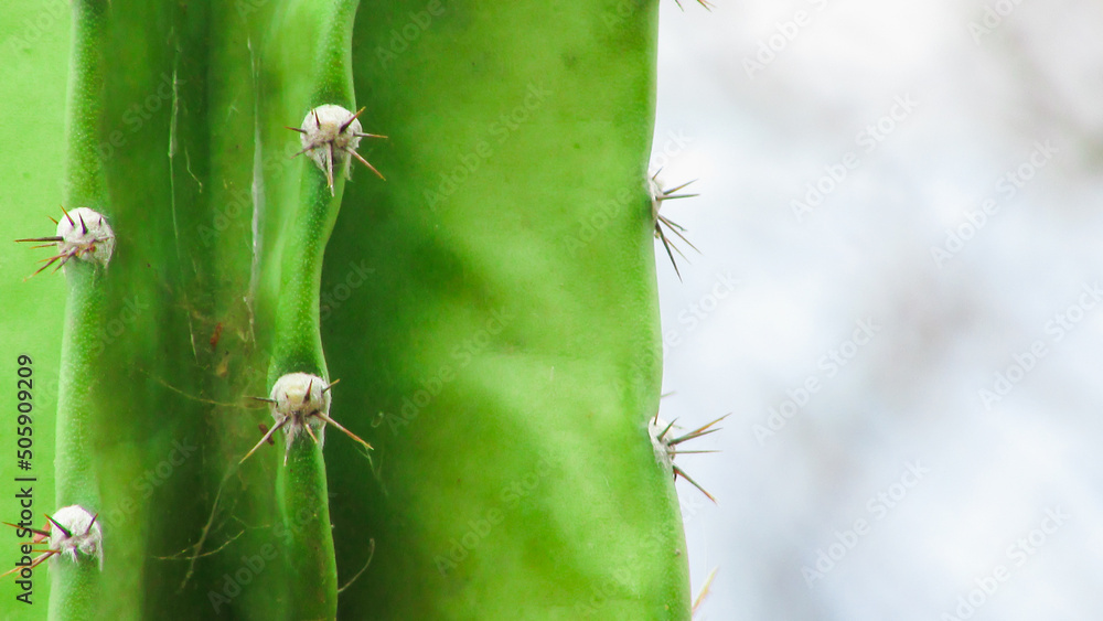 Small spines of mandacaru cacti, in this photos we see in detail the beauty of this cacti Small spines of mandacaru cacti, in this photos we see in detail the beauty of this cacti