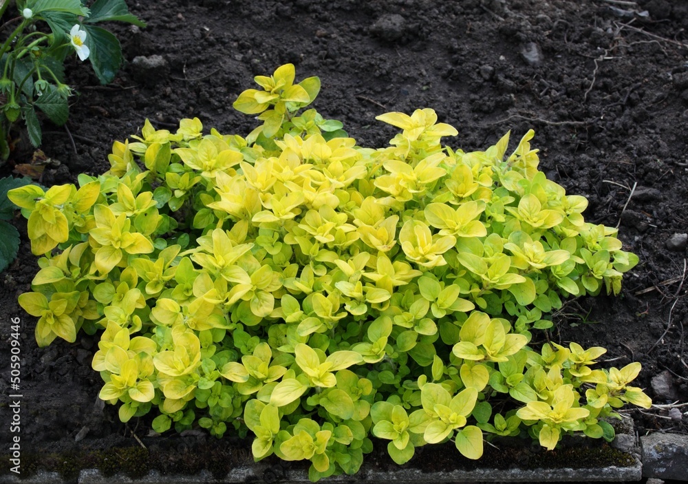 Culinary herb of yellow oregano, lat. Origanum vulgare. Fresh oregano growing in the herb garden, blooming strawberries at the back. Culinary herb of yellow oregano, lat. Origanum vulgare. Fresh oregano growing in the herb garden, blooming strawberries at the back.