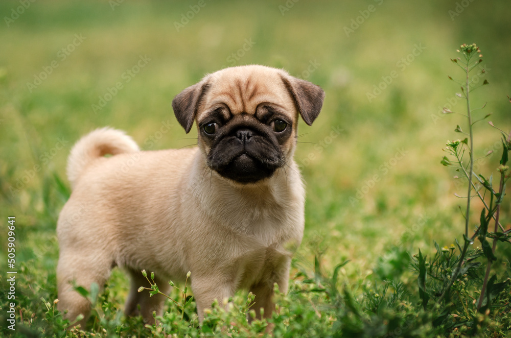 pug puppies cute pet photo lovely dog ​​portrait walk in the meadow