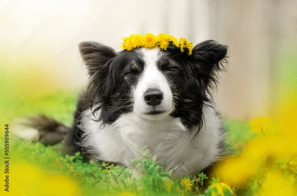 border collie dog cute photo lovely spring pet portrait