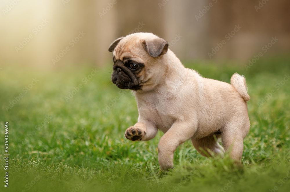 pug puppies cute pet photo lovely dog ​​portrait walk in the meadow