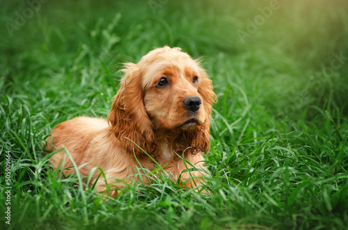 dog english cocker spaniel funny playful puppies spring photo lovely portrait © Kate