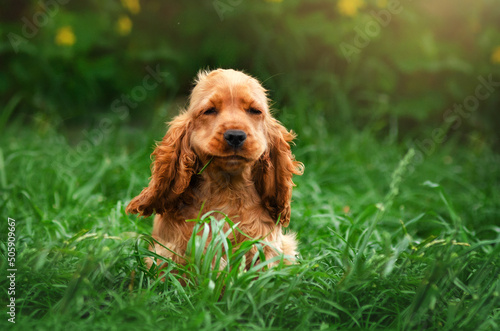 dog english cocker spaniel funny playful puppies spring photo lovely portrait