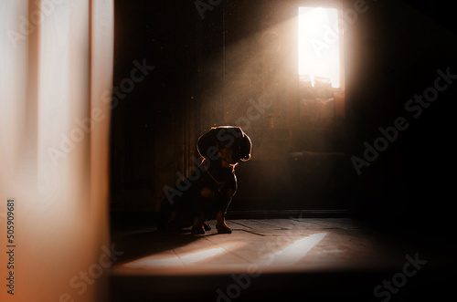 Foto dachshund dog lovely sunny portrait at home cozy pet photo