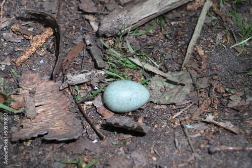 Jajko wypadło z gniazda w lesie photo