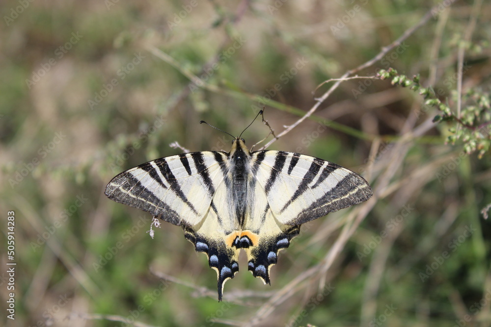 A butterfly peacefully sitting on a flower A butterfly peacefully sitting on a flower