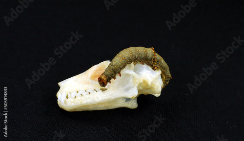 Scary moth caterpillar resembling a snake on a bat skull on black. Catocala larvae on skull Rousettus. Horror. Taxidermy. Halloween photo