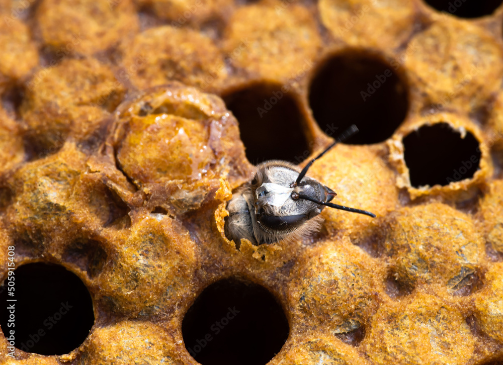 Fotografia Worker honey bee emerging from capped brood frame