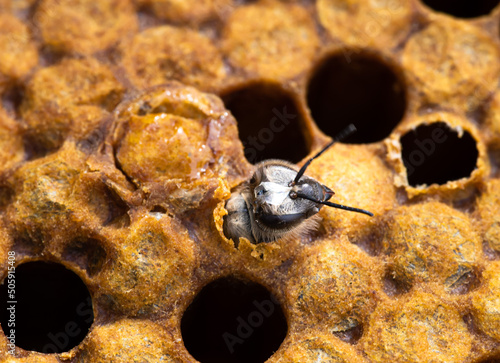Foto Worker honey bee emerging from capped brood frame