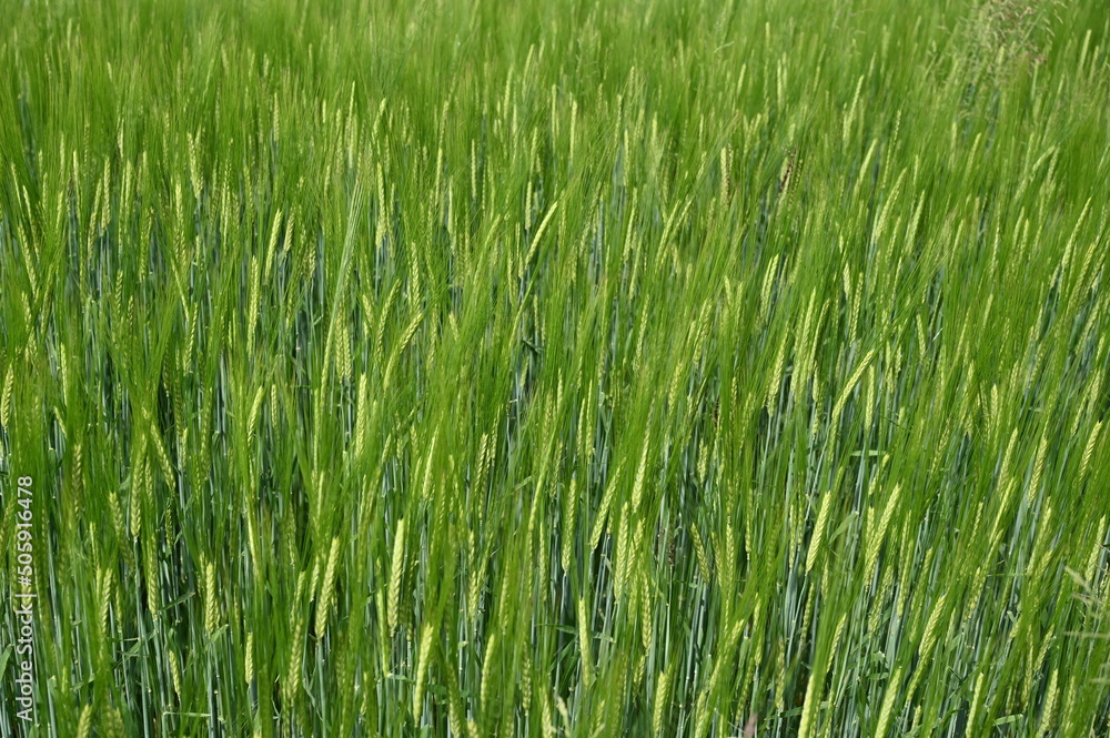 Green barley swaying in the wind, close up. Green Ripening ears of barley growing on the field.  
